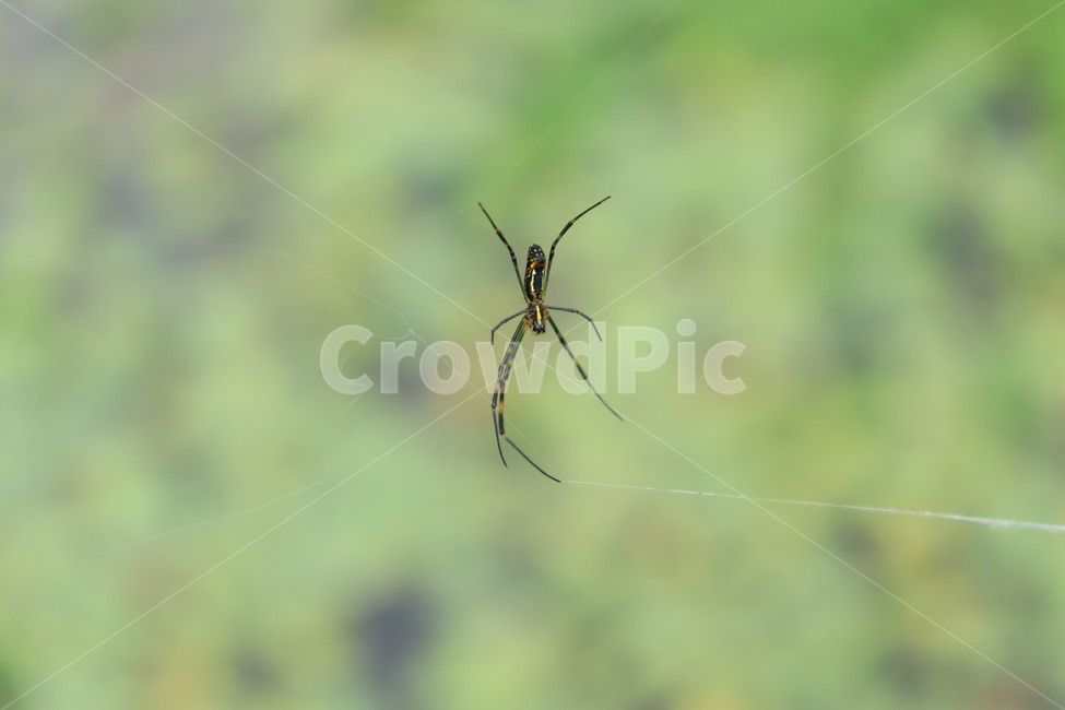 거미,동물,거미줄,절지동물,spider