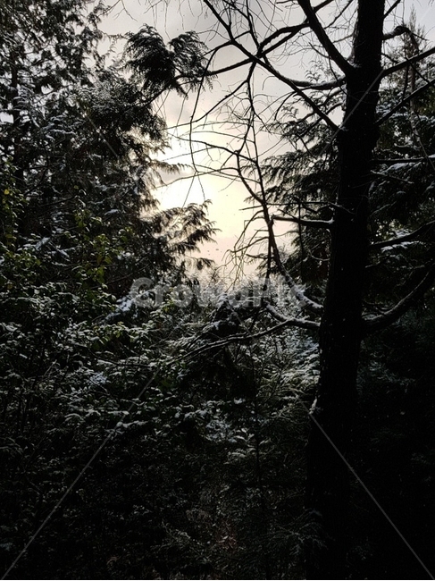 제주도,서귀포,오름,눈내린,숲길