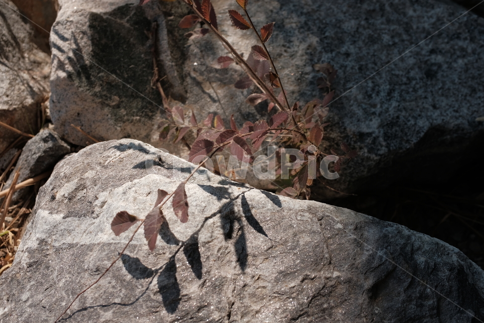 풀,돌,바위,그림자,나뭇잎,식물,자연,plants,nature