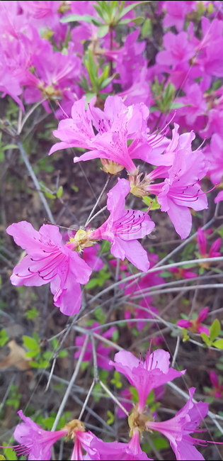 철쭉,꽃,꽃밭,자연,식물,blossom,보라색,자주색,식물,자연,plants,nature,꽃,flower