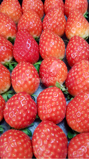 딸기,과일,음식,빨간색,strawberry