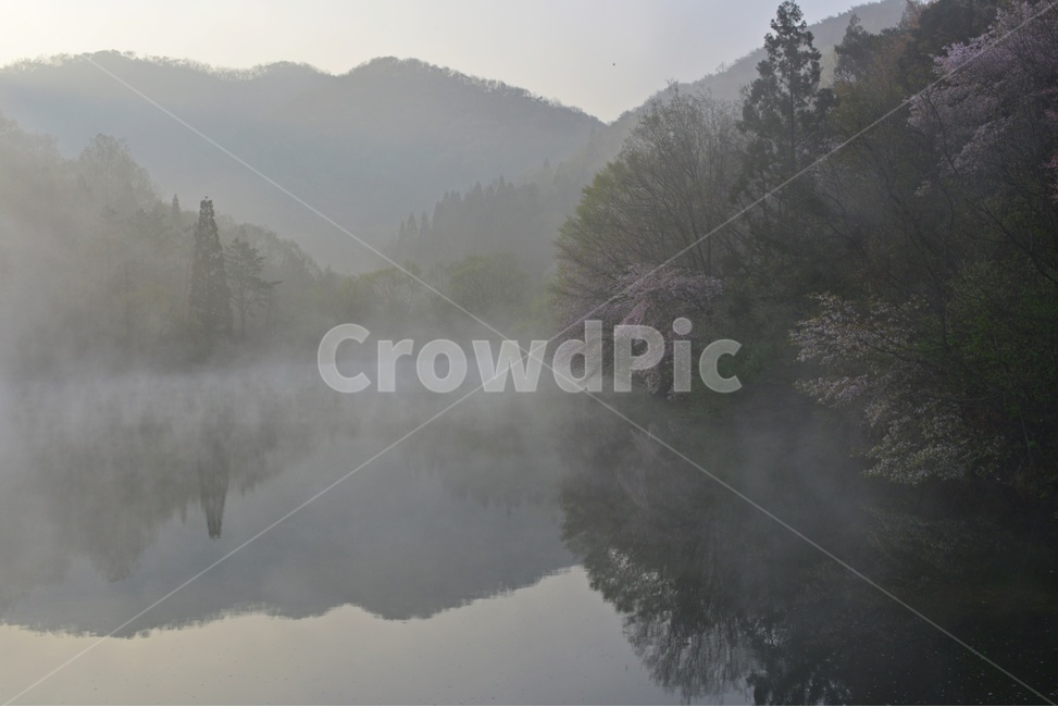 전남,화순,세량지,세량제,물안개,벚꽃,산벚꽃,봄,계절,반영,아침,여명,해돋이,nature,자연,outdoors,옥외,fog,안개,weather,날씨,자연,풍경,nature,landscape