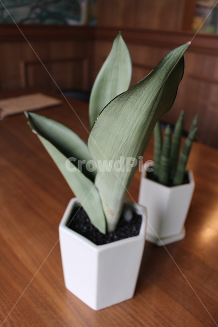 식물,화분,인테리어,plant,테이블데코