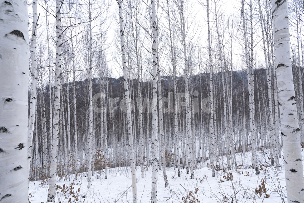 자작나무,강원도,인재,겨울,숲,설경,하늘,자작나무숲,원대리,인재군,겨울,계절,winter,season,자연,풍경,nature,landscape,한국자연풍경,한국자연경관,korea nature landscape,식물,plants,나무,trees,wood,outdoors,옥외
