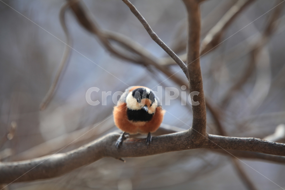 조류,animal,동물,bird,새,야생조류,나뭇가지,동물,animal,조류,새,birds