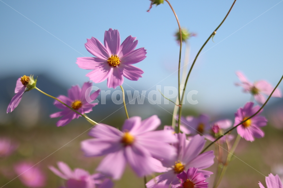 꽃,코스모스,가을,감성,대저,flower,cosmos,가을,계절,fall,autumn,season,식물,자연,plants,nature,꽃,flower,plant