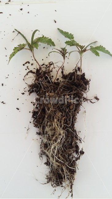 환삼덩굴,환삼덩굴뿌리,뿌리,뿌리길이,위해식물,식물,자연,plants,nature