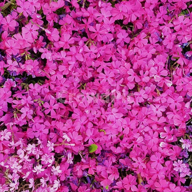 꽃잔디,지면패랭이,지면패랭이꽃,꽃,pink,flower,분홍,분홍색,자연,봄,조경,원예