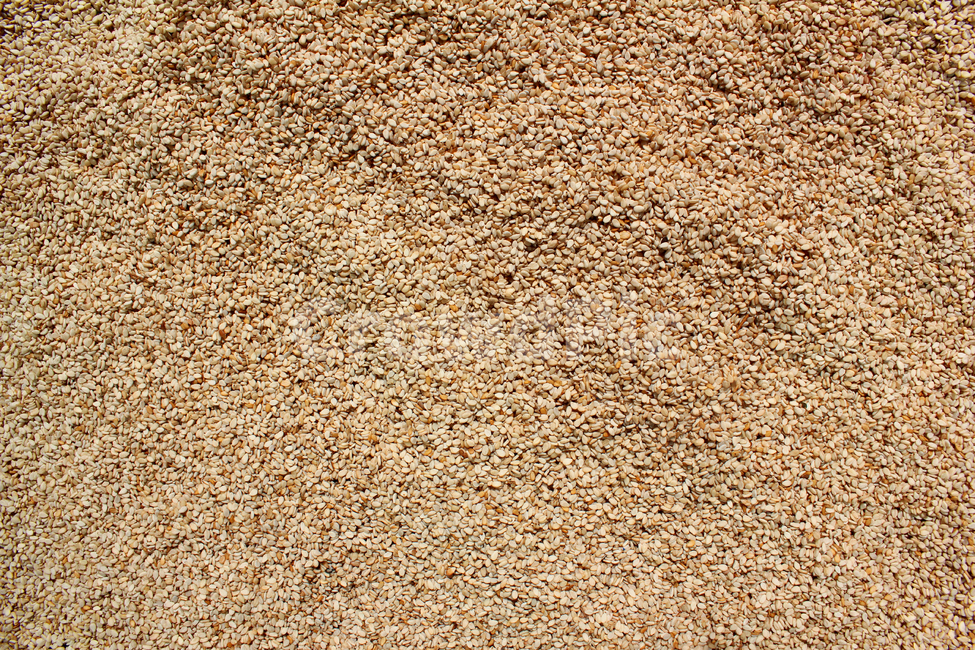 brown,closeup,dry,dummy,food,gold,grain,macro,meal,natural,nature,organic,plant,seed,seeds,sesame,sesameseed,sesameseeds,top,topangle,topview,yellow,깨,참깨,곡식,곡류,음식,음식재료,식재료,식물,씨앗,씨,갈색,브라운,말린,말리는,건조,자연,클로즈업,탑앵글,탑뷰,깨소금,농작물,농촌,농사,음식,식재료,요리,food,cook,meal,dishes,food reserves,곡류,곡식,cereals,텍스처,질감,패턴,texture,pattern