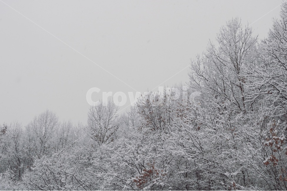 겨울,눈,나무,설산,설경,겨울,계절,winter,season,자연,풍경,nature,landscape,outdoors,옥외,storm,폭풍,snow,blizzard,눈보라