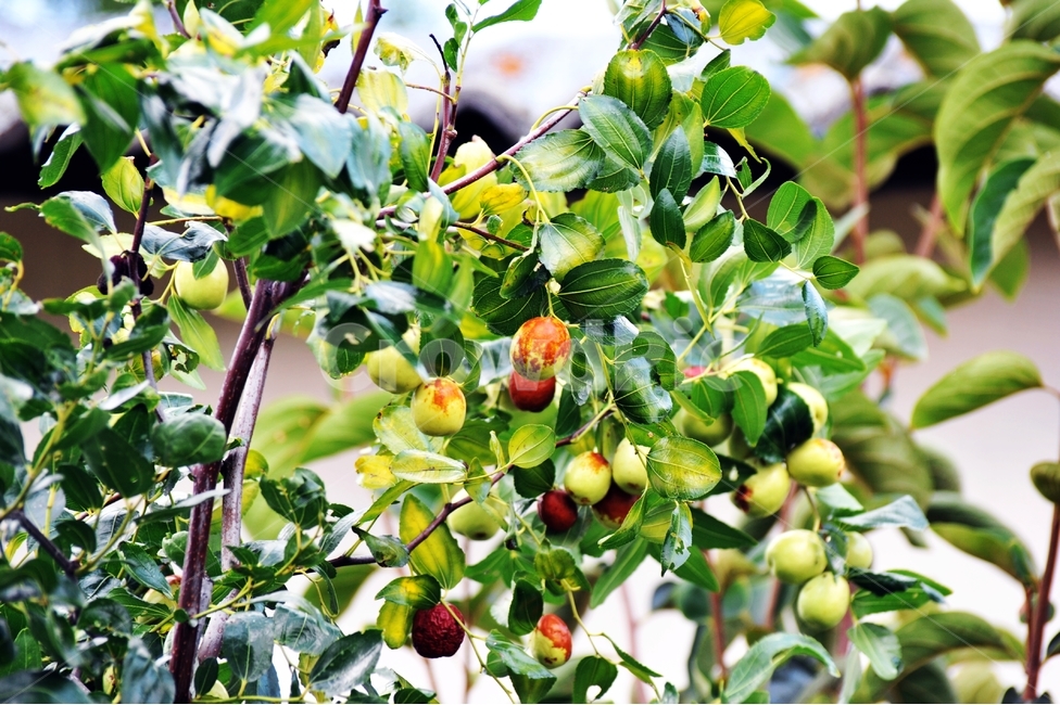 대추,가을,행복,추석,시골,식물,자연,plants,nature,과일,열매,fruit