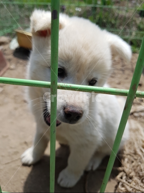 강아지,개,시골개,믹스견,새끼강아지,동물,animal,포유류,mammal,개,강아지,dog,doggy