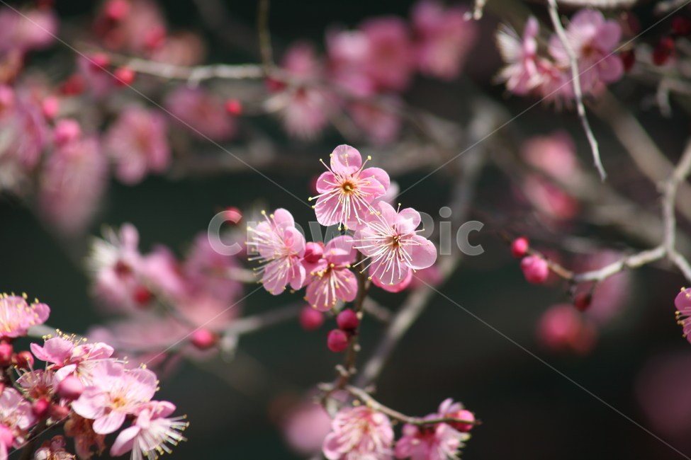 매화,홍매화,식물,japaneseapricot,Prunusmume,봄꽃,봄,식물,자연,plants,nature,꽃,flower