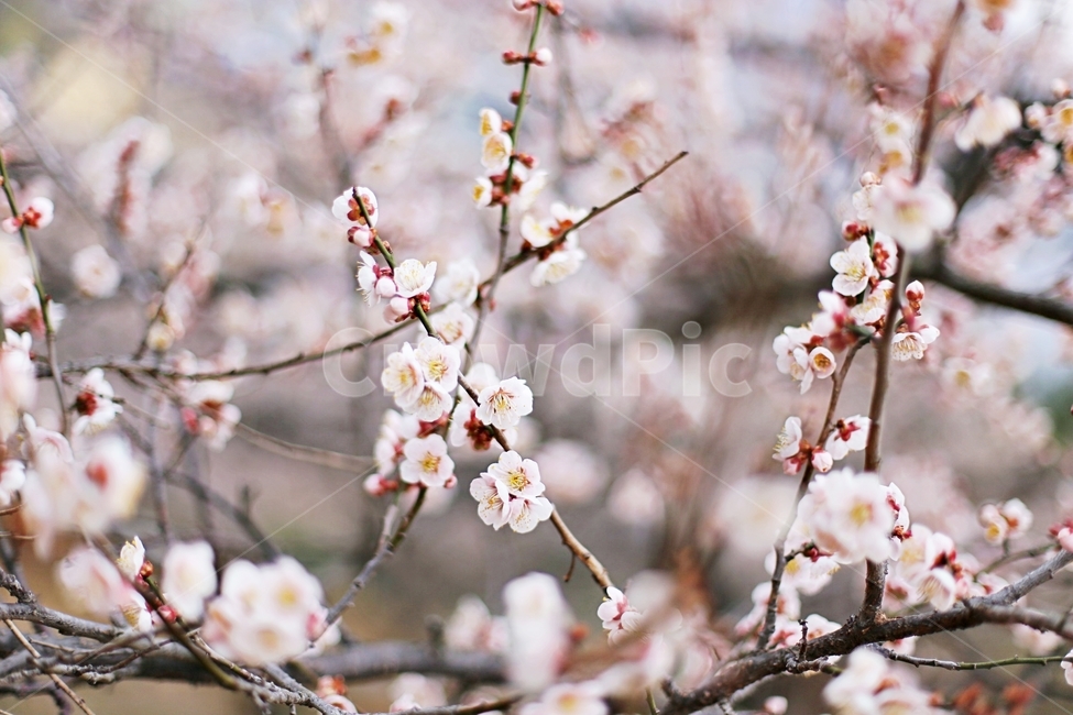 매화마을,매화꽃,매화,매화축제,하동,hadong,flower,꽃,봄,계절,spring,season,식물,자연,plants,nature,꽃,flower,plant,blossom