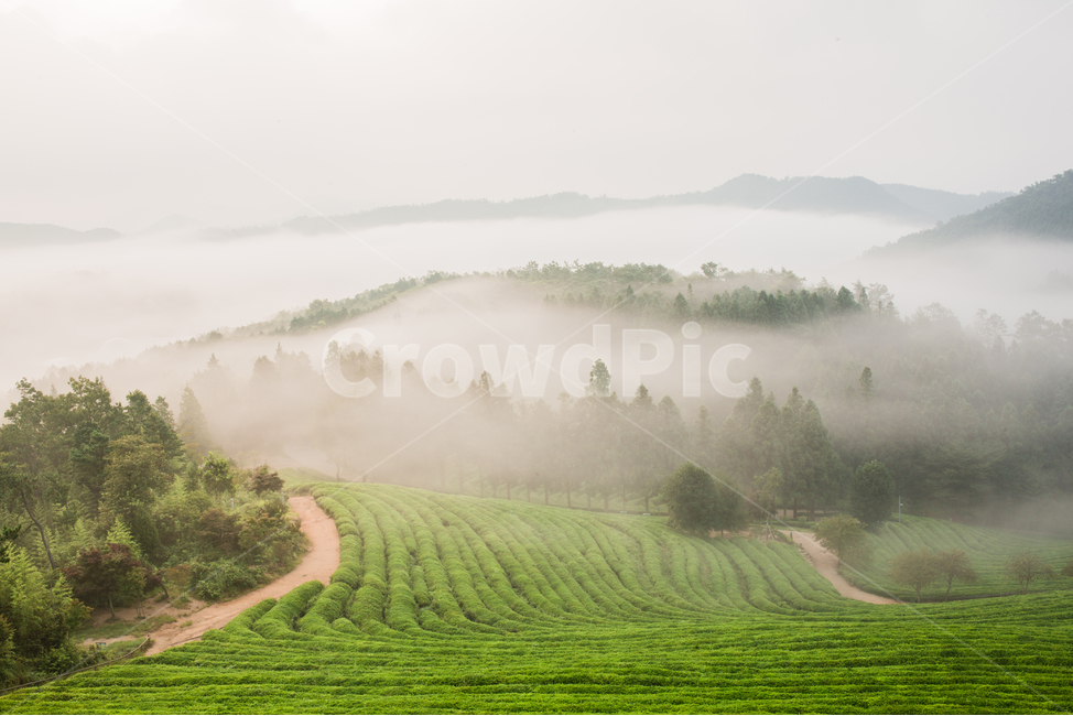 보성다원,녹차밭,일출,보성녹차밭,보성녹차,녹차,아침다원,다원의아침,녹차밭의아침,안개낀다원,안개,자연,풍경,nature,landscape,한국자연풍경,한국자연경관,korea nature landscape,weather,날씨,outdoors,옥외