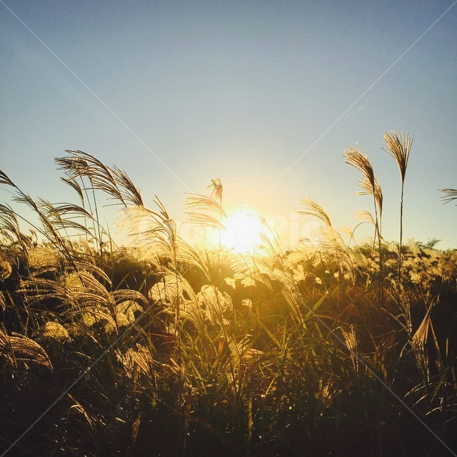 가을,감성,축제,갈대,서울하늘공원,갈대축제,가을감성,가을,계절,fall,autumn,season,자연,풍경,nature,landscape,한국자연풍경,한국자연경관,korea nature landscape,grass,잔디,plant,식물,lawn,reed