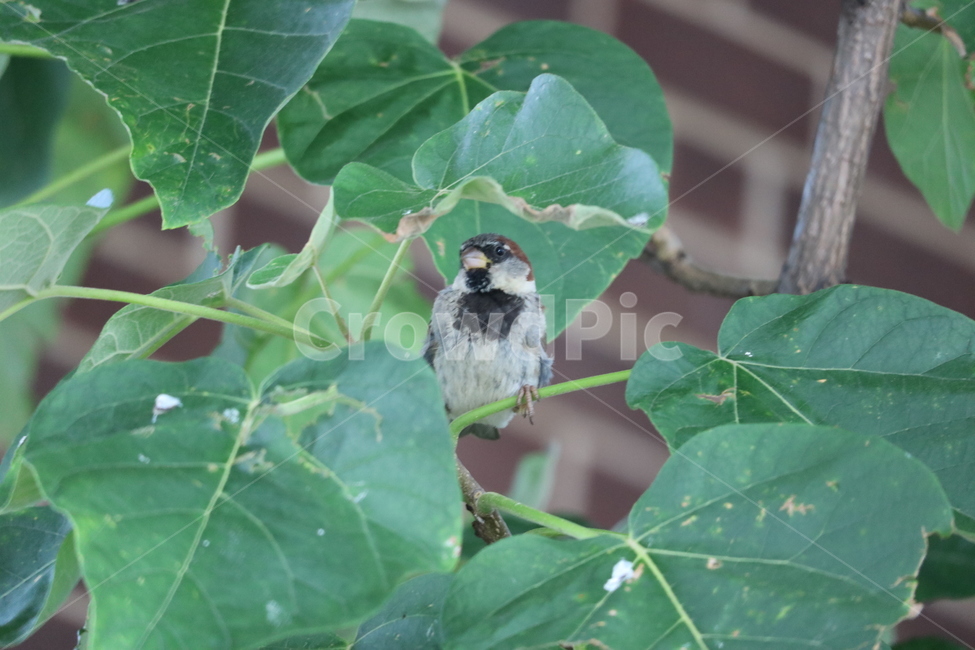 참새,나무,초록,새,자연,동물,animal,조류,새,birds