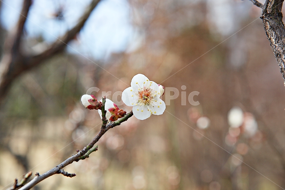 매화,매화꽃,꽃,꽃잎,봄꽃,봄,매화나무,식물,식물,자연,plants,nature,꽃,flower