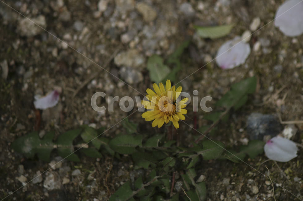 plant,식물,leaf,잎,spring,봄,yellow,노란,flower,blossom,꽃,yellowflower,노란꽃,민들레