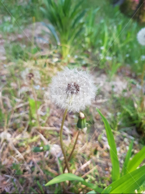 민들레,봄,spring,들꽃,꽃,flower,dandelion,식물,자연,plants,nature,꽃,flower