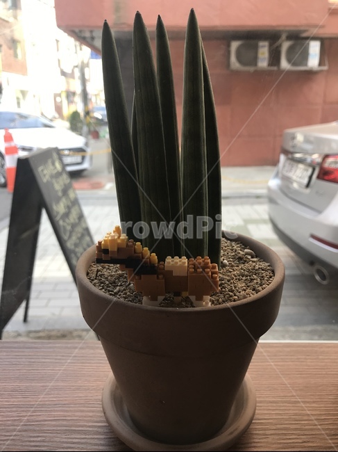 화분,블럭,정화식물,장식품,스투키