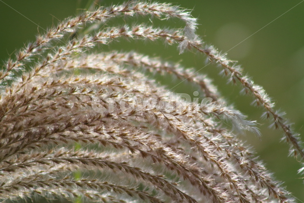 억새,풀,꽃,가을,flamegrass,가을,계절,fall,autumn,season,식물,자연,plants,nature,grass,잔디,plant
