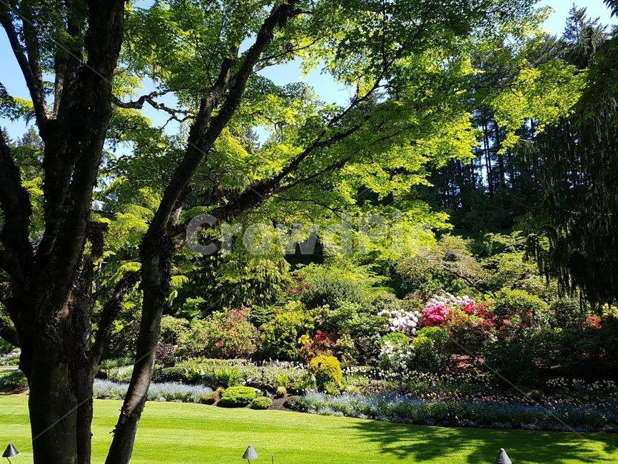 숲속,나무,가든,정원,꽃,봄,여름,자연,풍경,nature,landscape,grass,잔디,plant,식물,park,공원,lawn,outdoors,옥외