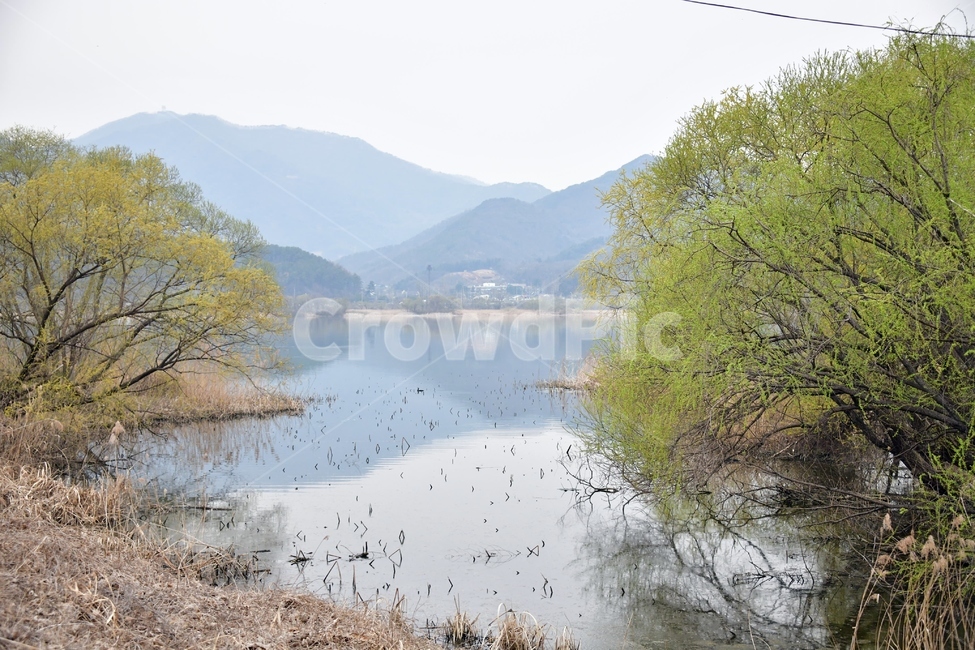 식물,plant,봄,새싹,강,호수,푸름,녹색
