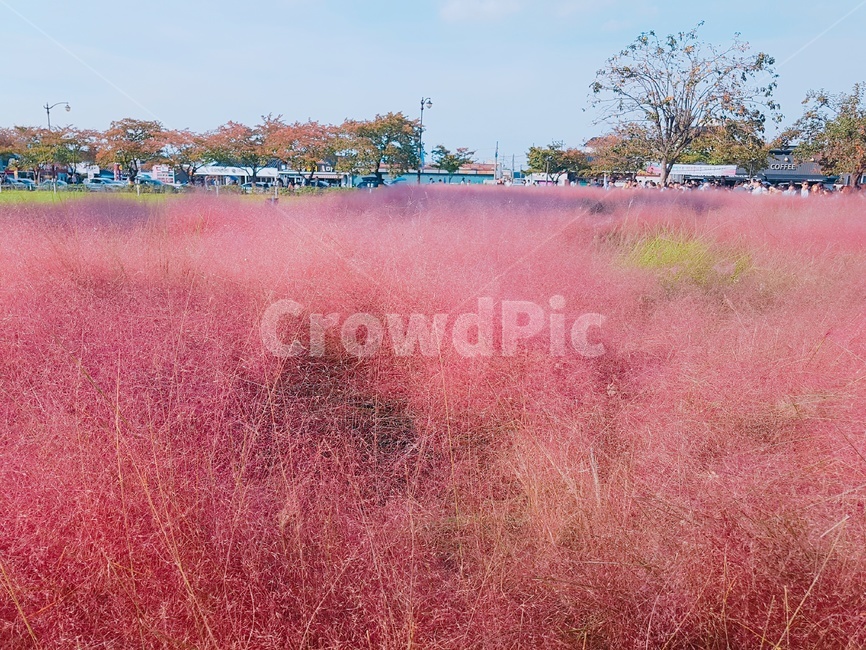 경주,핑크뮬리,뮬리,pinkmuhly,핑크,가을,계절,fall,autumn,season,자연,풍경,nature,landscape