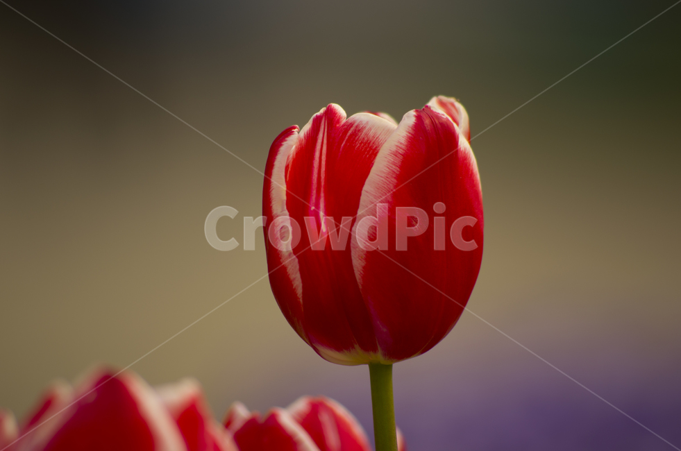 봄,튜율립,튤립,tulip,꽃,꽃잎,붉은꽃,레드,beauty,macro,closeup,접사,매크로,확대,rose,rosebud,flower,spring,봄꽃,red,blossom,bloom,감성,자연,계절,클로즈업