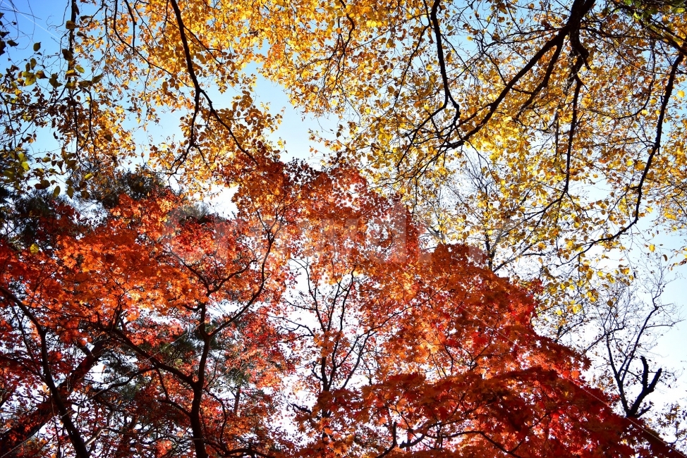 설악산,가을,풍경,단풍,탐방,국립공원,파란하늘,가을색,오색,울긋불긋,알록달록,그림같은,칼라풀,뷰티플,아름다운,힐링,감성,자연,정취,산세,명산,100대명산,nature,산,등산,트레킹,비경,경치,사진,색채,가을의정취,가을,계절,fall,autumn,season,식물,자연,plants,nature,나무,trees,wood,tree,plant,maple