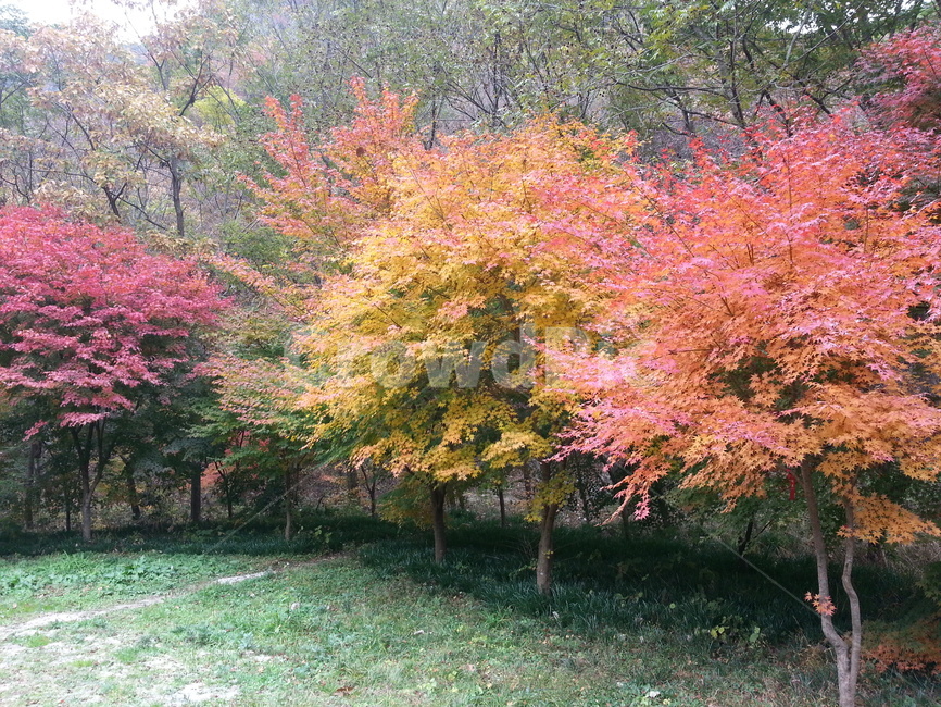 단풍나무,숲속,선운사,고창,가을숲