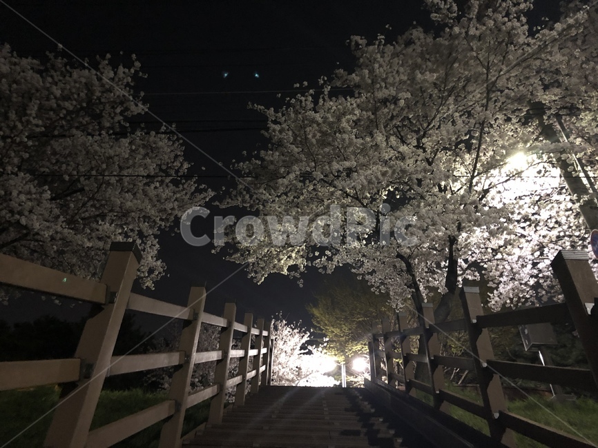 대구,봄,봄밤,벚꽃,팝콘,봄,계절,spring,season,야경,밤,풍경,nightscape,night,landscape,handrail,난간,banister