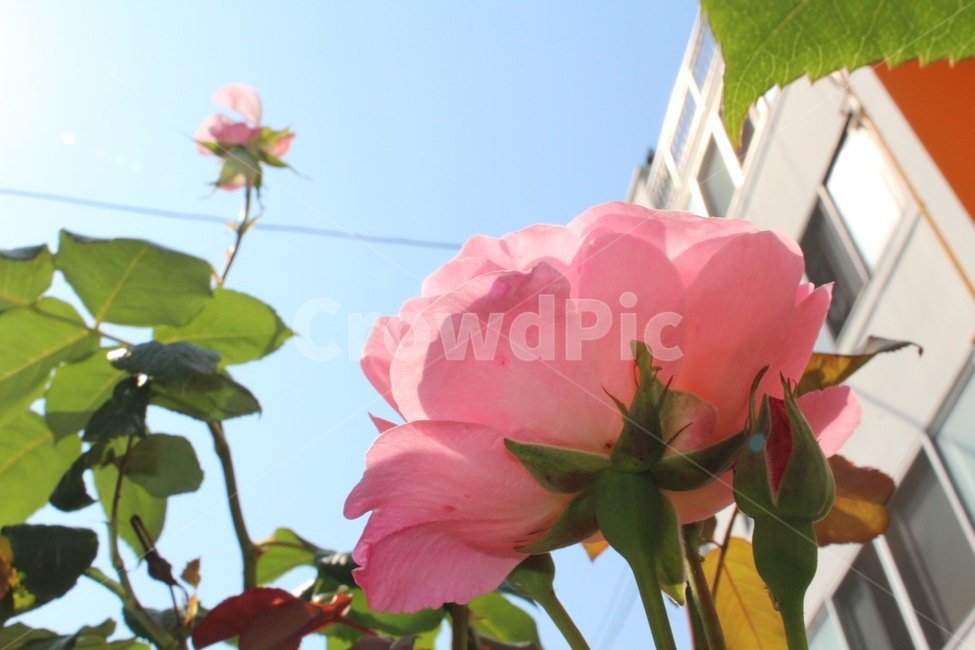 식물,분홍장미,rose,여름날,summer