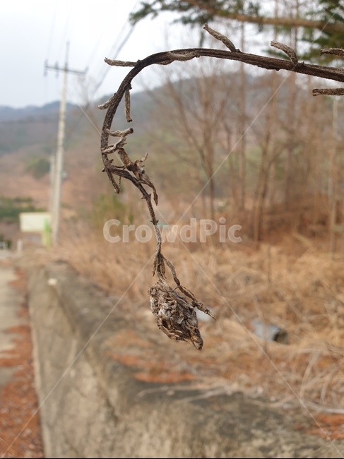 클로즈업,마른풀,식물,꽃봉오리,죽은,드라이플라워,건초,식물,자연,plants,nature