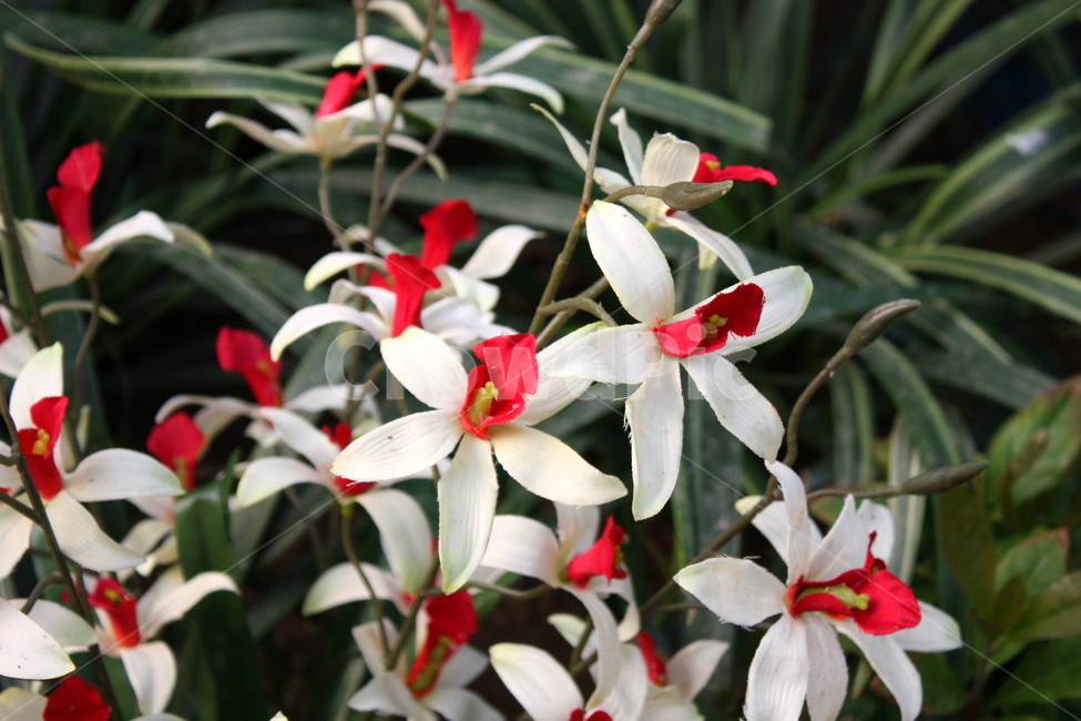 식물,꽃,plant,flower,blossom,식물,자연,plants,nature,꽃,flower