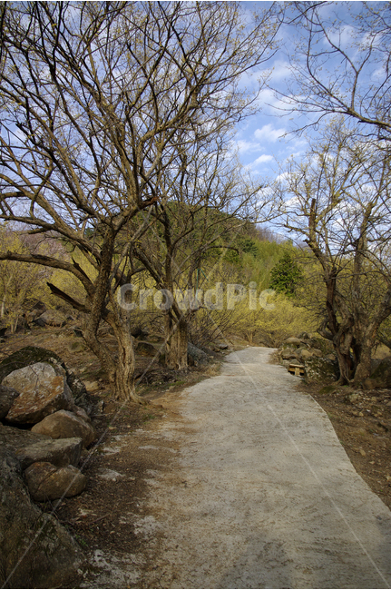 산수유,나무,하늘,파란하늘,꽃봉오리,봄,봄날,봄풍경,봄꽃,감성,spring,flower,봄길,산책,봄나들이,식물,꽃,구름,봄,계절,spring,season,자연,풍경,nature,landscape,한국자연풍경,한국자연경관,korea nature landscape,dirt road,흙길,gravel,자갈,road,도로,ground,바닥