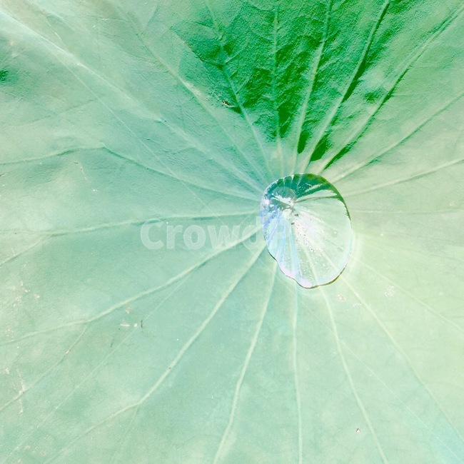 물,물방울,풀,raindrop,water,식물,자연,plants,nature