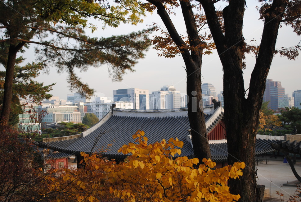 창경궁,가을,단풍,낙엽,changgyeonggung,palace,falll,도시,city,가을,계절,fall,autumn,season,한국전통,한국문화,korean traditional,korean culture