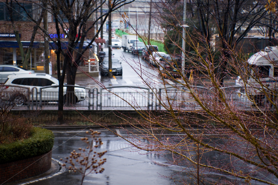 비,비오는날,빗방울,나뭇가지,풍경,나무,날씨,야외,물방울,rain,rainyday,raindrops,landscape,branch,weather,도시,풍경,city,landscape,한국도시풍경,한국도시경관,korea cityscape,비,비오는날,rain,rainy,road,도로