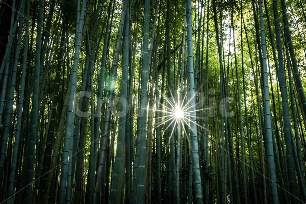 대나무,나무,숲,자연,감성,자연,풍경,nature,landscape,휴식,힐링,rest,relaxation,healing,plant,식물