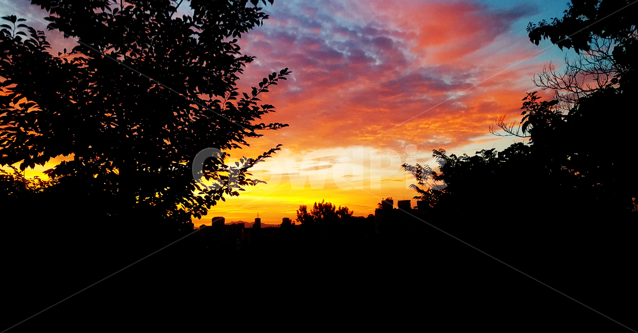 배경,구름,오렌지빛,하늘,나무,background,dawn,cloud,orange,sky,tree,감성적인,emotional,sunset