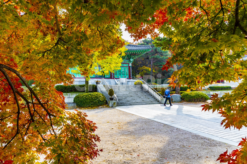 가을,계절,자연,감성,단풍,사찰,보광사,낙엽,나무,plant,tree,서정,가을낭만,식물,잎,maple,가을,계절,fall,autumn,season,leaf