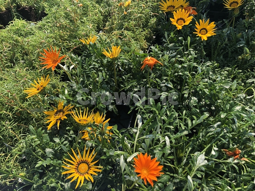 plant,식물,flower,꽃,blossom,treasureflower,보물꽃