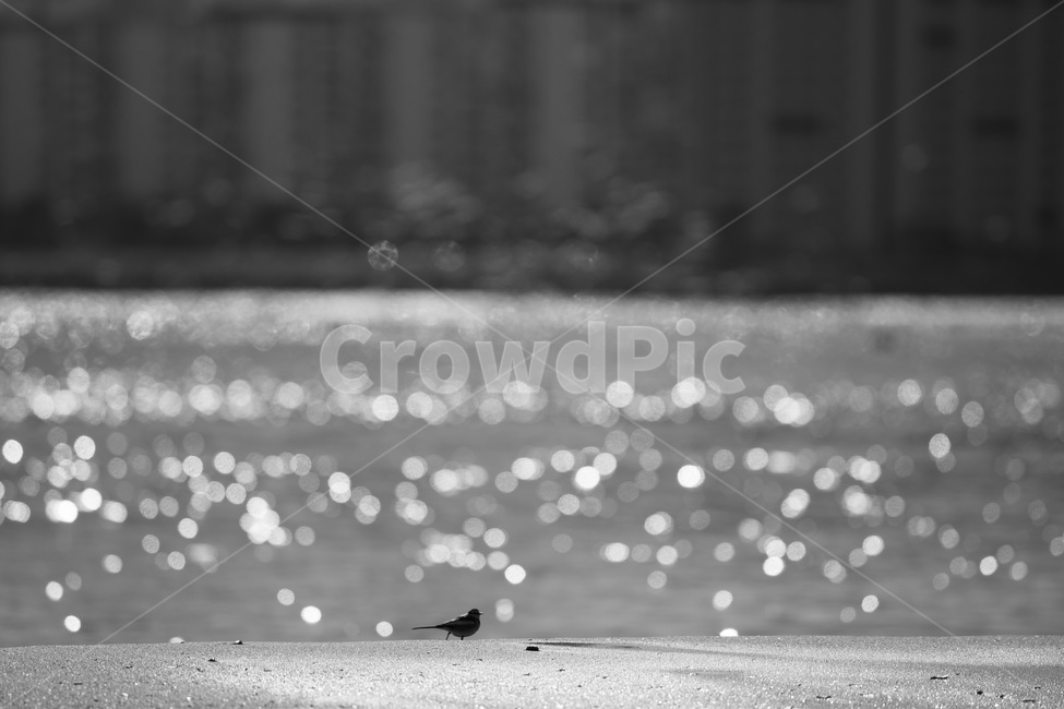 알락할미새,할미새,바다새,광안리,바다,아장아장,귀여운,해변,바다,beach,sea,동물,animal,조류,새,birds,흑백,모노톤,monochrome,black and white