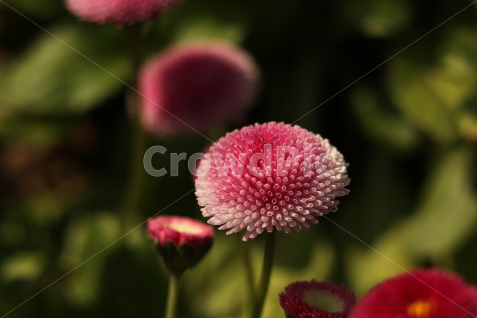 꽃,아름다움,행복,빨강,초록,식물,자연,plants,nature,꽃,flower