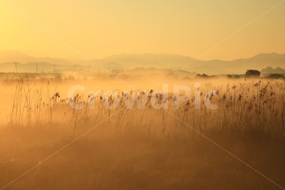 억새,아침,안개,풍경,자연,자연,풍경,nature,landscape,한국자연풍경,한국자연경관,korea nature landscape,weather,날씨,fog,outdoors,옥외