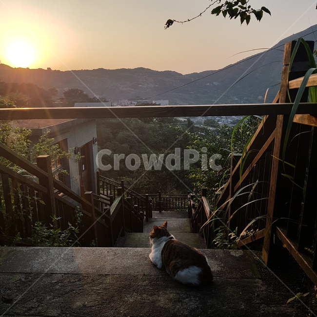 길고양이,고양이,노을,일몰,산,동물,animal,포유류,mammal,고양이,cat,kitten,kitty,고독함,외로움,쓸쓸함,우울함,슬픔,lonely,solitary