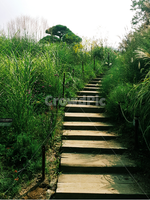 nature,stairs,계단,자연,초록