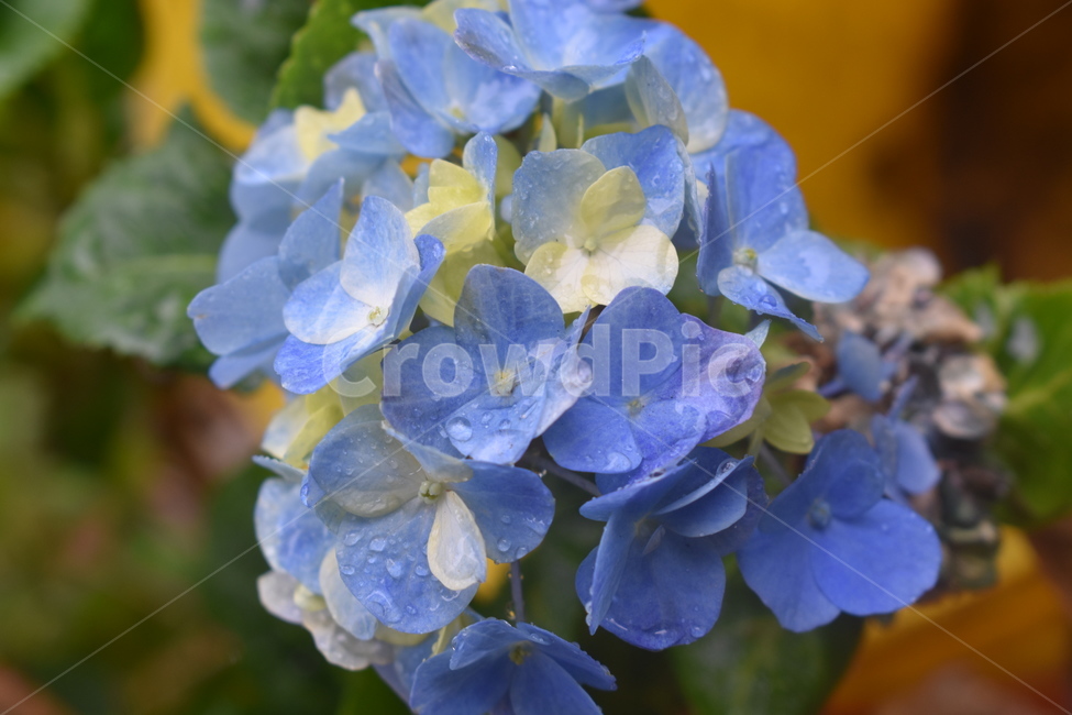 아침,이슬,자연,배경,꽃,식물,blossom,plant,geranium,제라늄,비오는날,비내리는날,꽃잎,계절,springseason,비,rain,rainy,petal,호주,Australia,멜버른,Melbourne,브리즈번brisbane